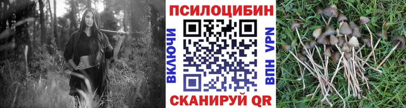 Галлюциногенные грибы MAGIC MUSHROOMS  блэк спрут вход  Володарск  магазин продажи  